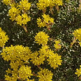 Saxifraga kotschy